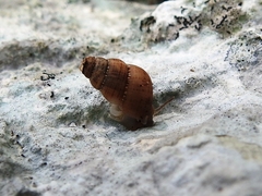 Choanopomops largillierti