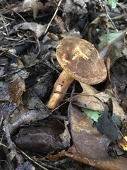 Gyroporus castaneus