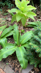 Eucomis bicolor