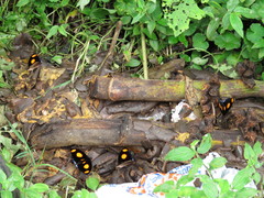 Catonephele numilia esite