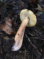 Gyroporus castaneus