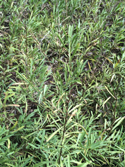 Dyschoriste linearis