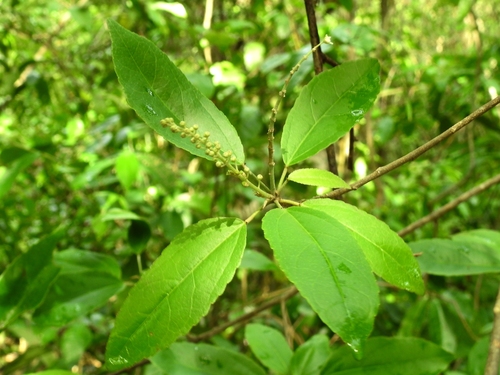 Croton oerstedianus