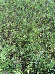 Dyschoriste linearis