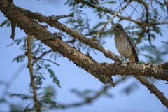 Oenanthe lugubris schalowi