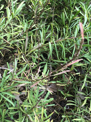 Dyschoriste linearis