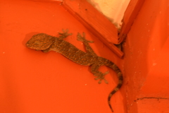 Gekko gecko
