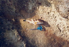 Epinephelus adscensionis