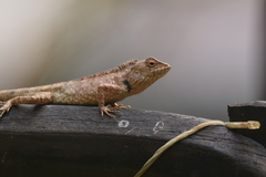 Calotes versicolor