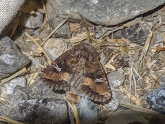 Lacinipolia circumcincta