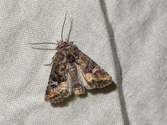 Lacinipolia circumcincta