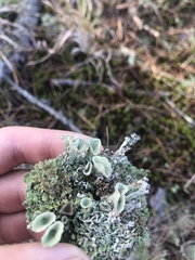 Cladonia grayi