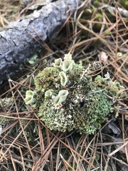 Cladonia grayi