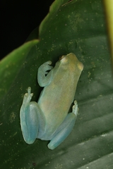 Sphaenorhynchus lacteus