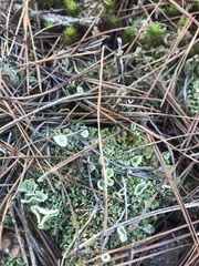 Cladonia grayi