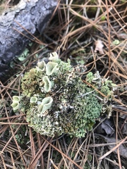 Cladonia grayi