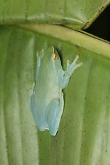 Sphaenorhynchus lacteus