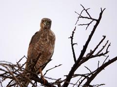 Melierax poliopterus