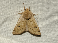 Dichagyris variabilis