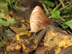 Catonephele numilia esite