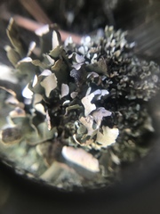 Cladonia piedmontensis