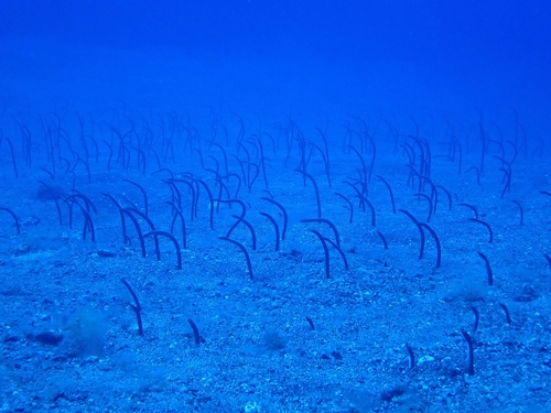 Brown Garden Eel (Heteroconger longissimus) — Congridae — 2