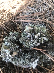 Cladonia piedmontensis