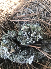 Cladonia piedmontensis