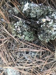 Cladonia piedmontensis