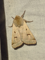 Dichagyris variabilis