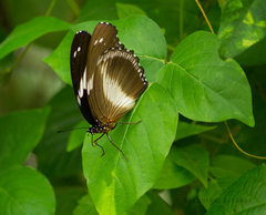 Hypolimnas salmacis salmacis