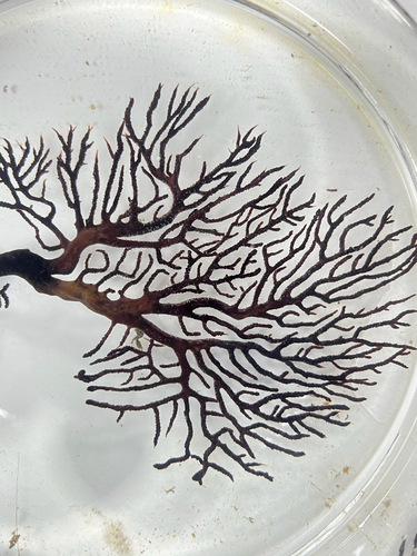 Solanderia secunda