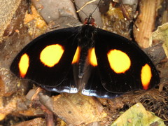 Catonephele numilia esite