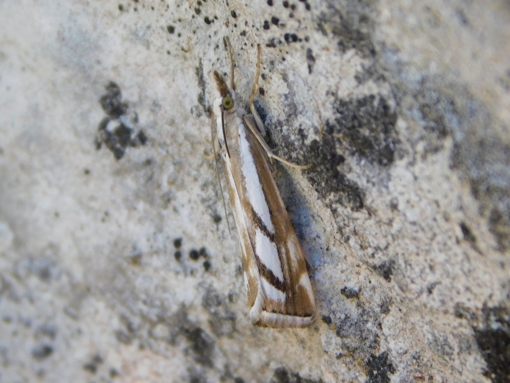 Catoptria apenninica
