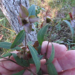 Ludwigia pilosa