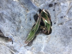 Callisia navicularis