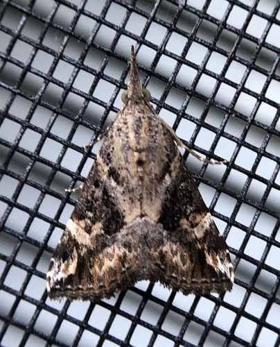 Hypena obsoleta in life