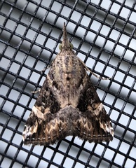 Hypena laceratalis