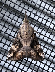 Hypena laceratalis