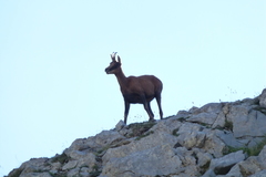 Rupicapra pyrenaica parva