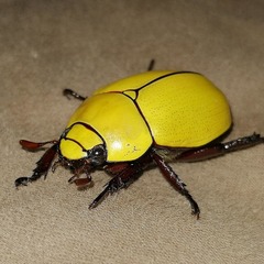 Macropoides crassipes