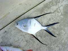 Trachinotus goodei