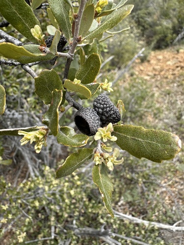 Scrub × Valley Oak (Quercus berberidifolia)