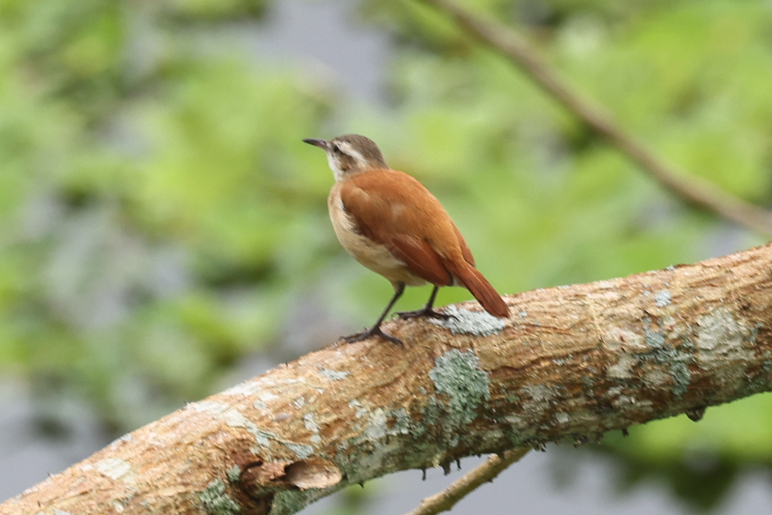 Lesser Hornero (Furnarius minor), photo 5