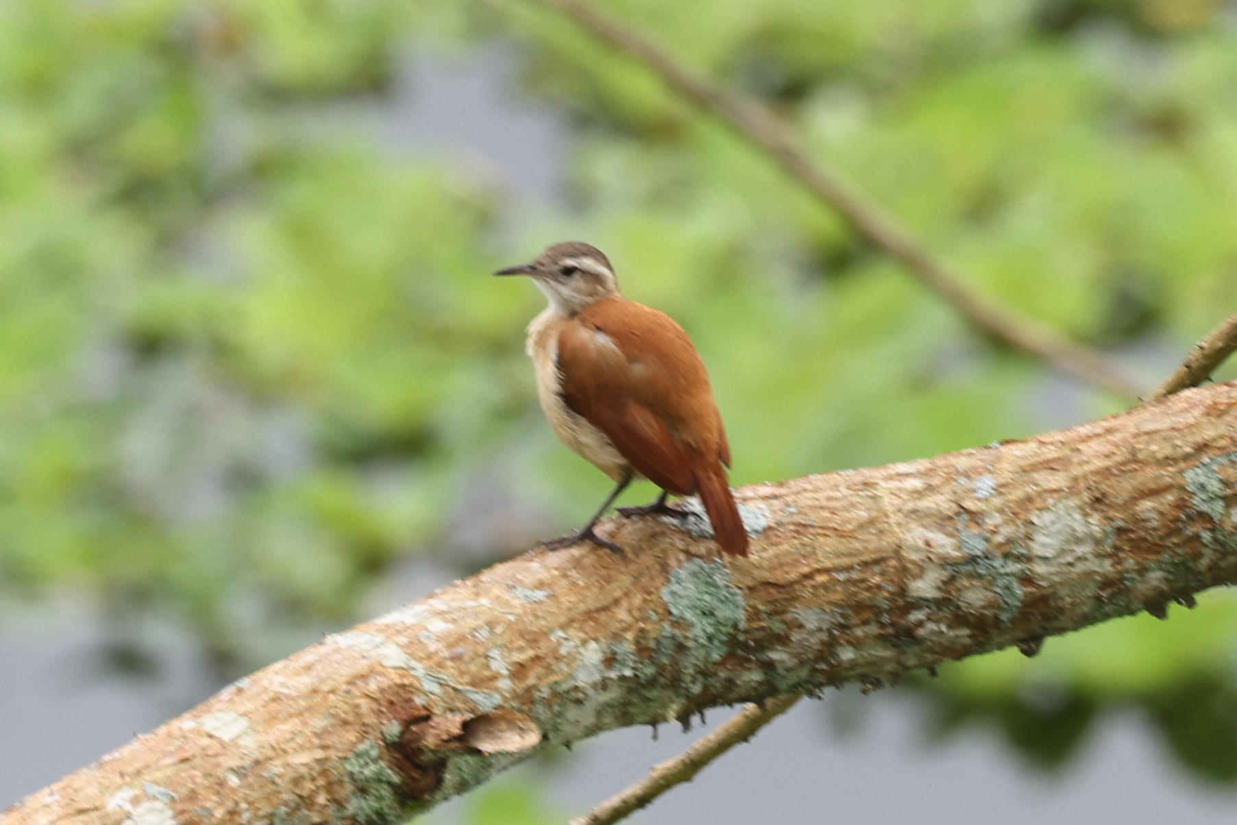 Lesser Hornero (Furnarius minor), photo 4