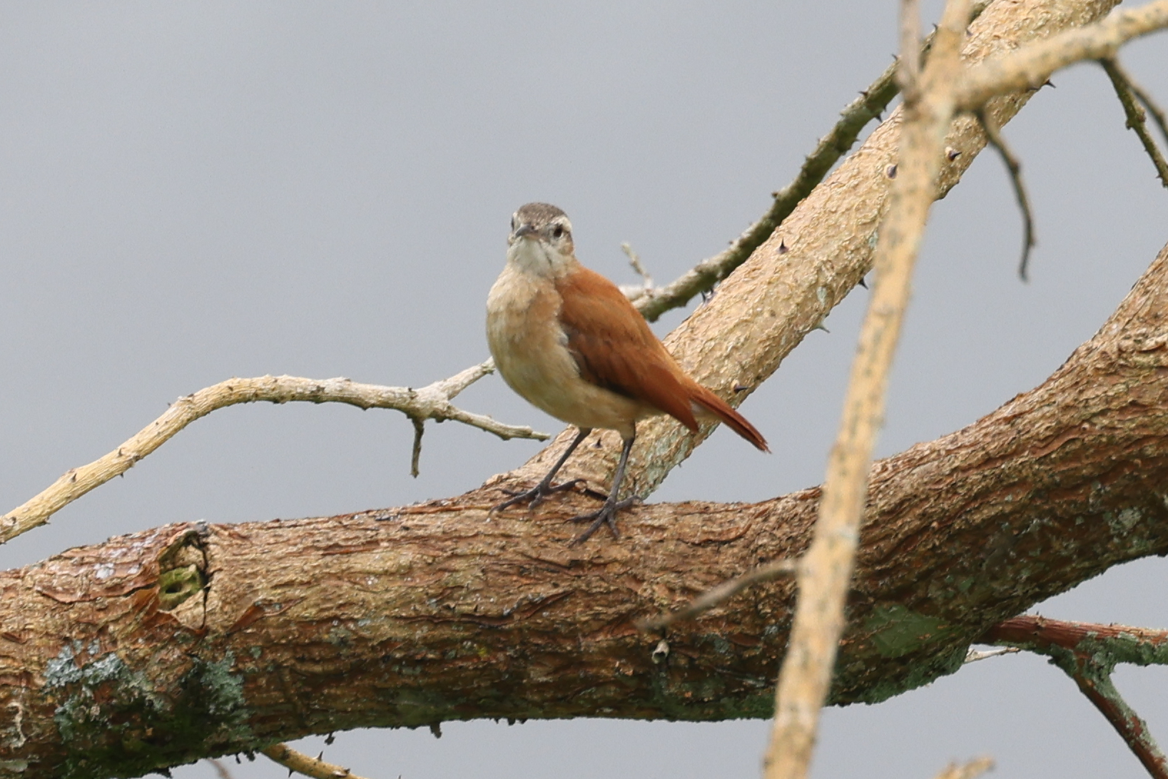 Lesser Hornero (Furnarius minor), photo 6