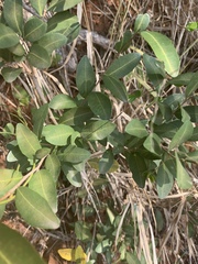 Ochna barbosae