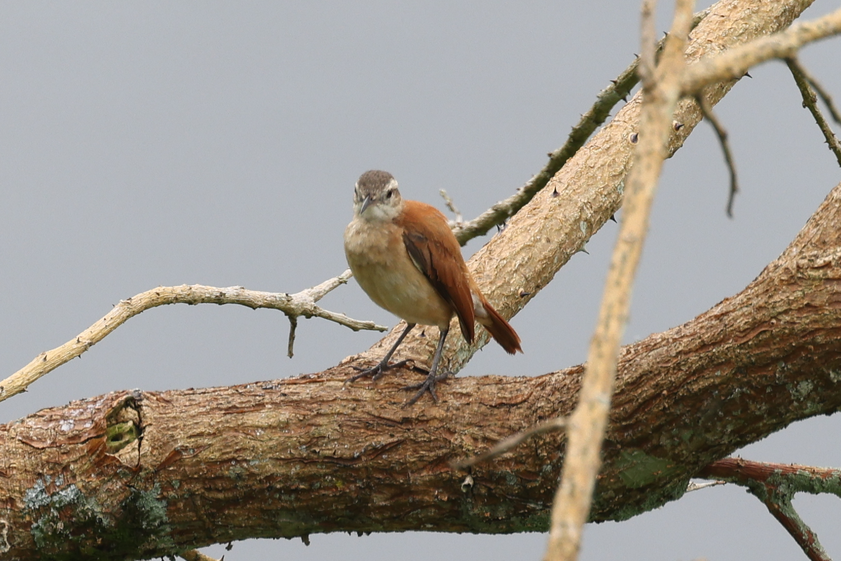 Lesser Hornero (Furnarius minor), photo 7