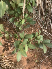 Ochna barbosae