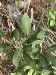 Ochna barbosae